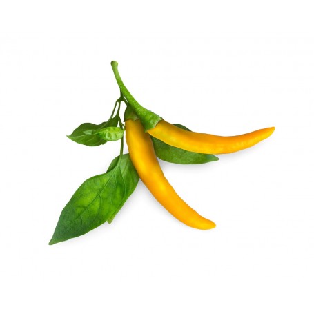 Click & Grow Plant Yellow Chili Pepper