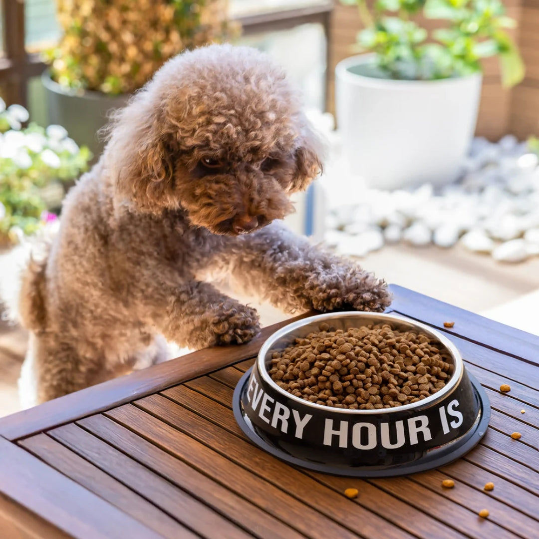 Pet Food & Water Bowl | Happy Hour