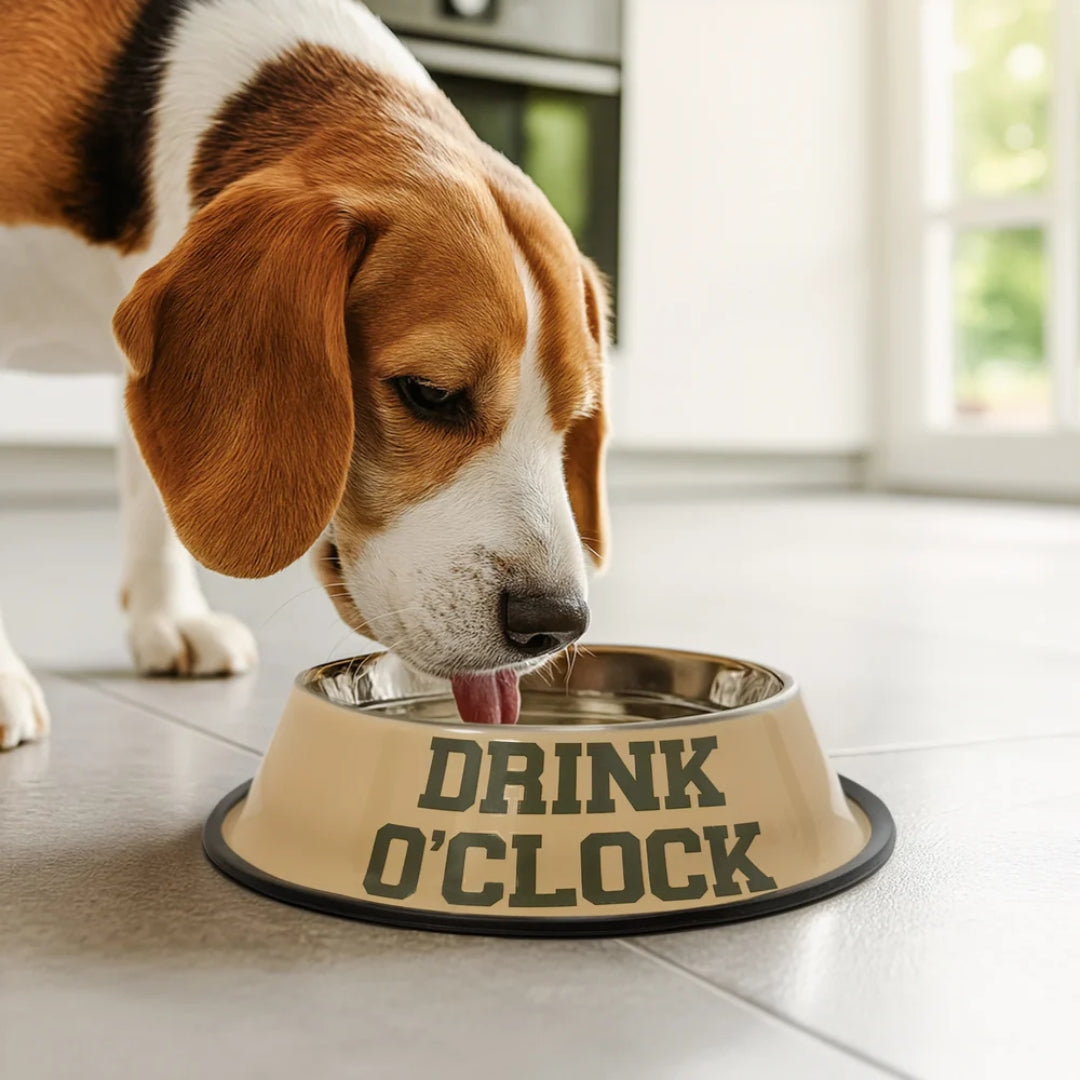 Pet Food & Water Bowl | O'Clock