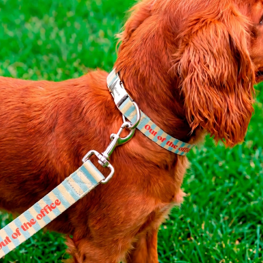 Collar & Leash Small | Out Of Office