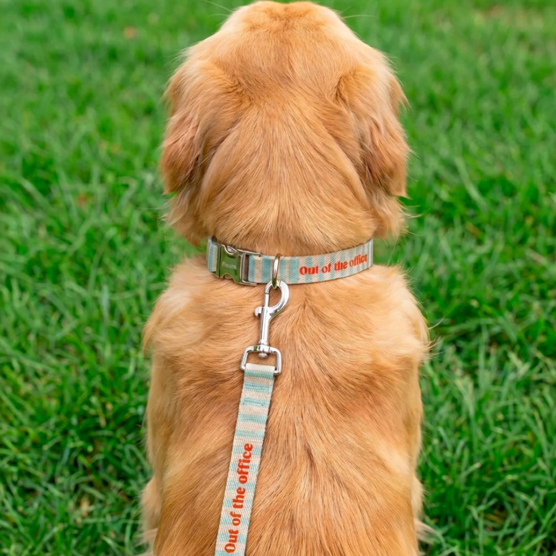 Collar & Leash Large | Out Of Office