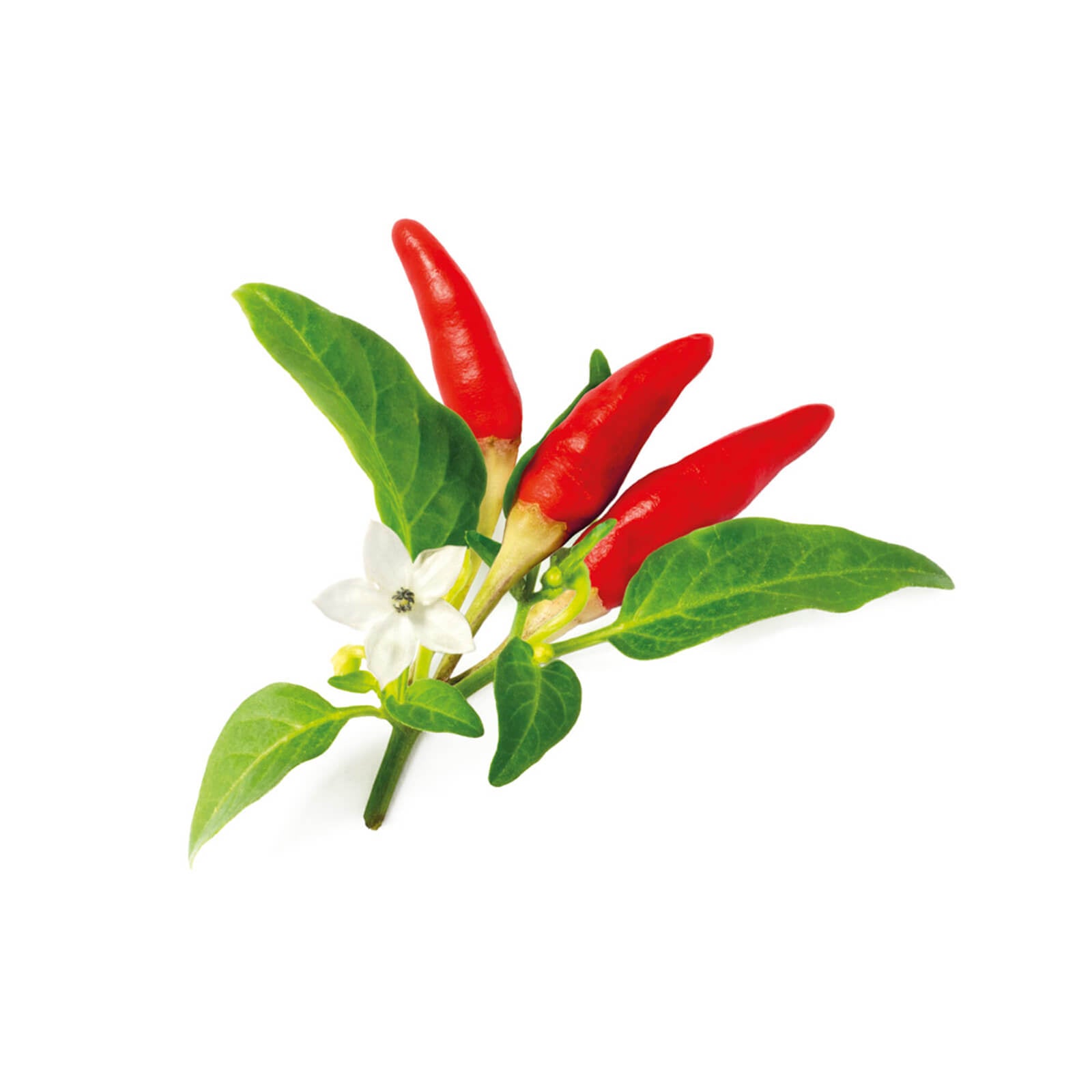 Click & Grow Plant Chili Pepper